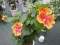 DSCN1682.jpg