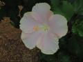 DSCN1687.jpg