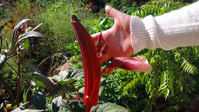 DSCN0109_20141006115902c7f.jpg