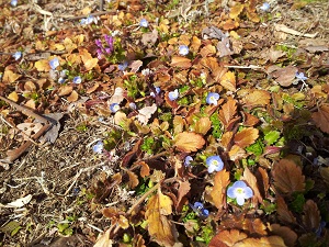 小さな花