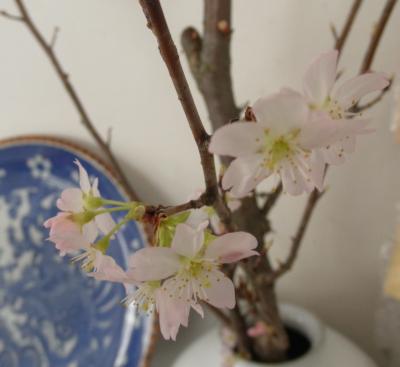2013.01.28 啓翁桜大写し