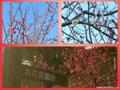 205_8Ume.jpg