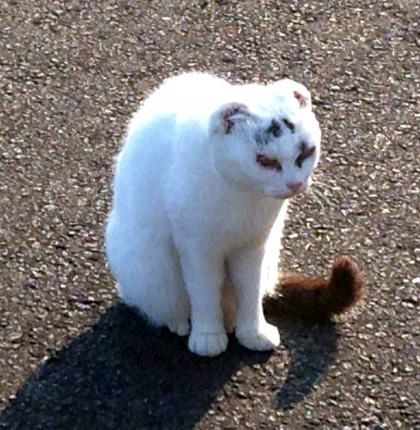 205_9Neko.jpg