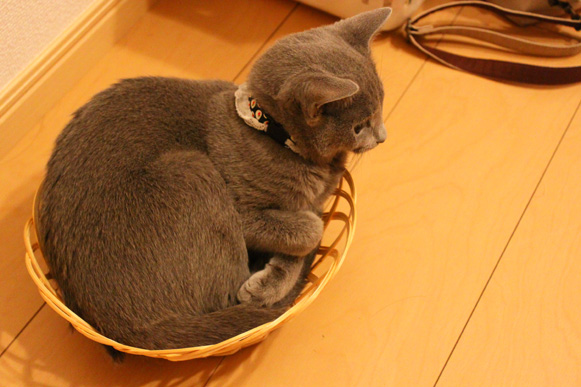 カゴれなさん