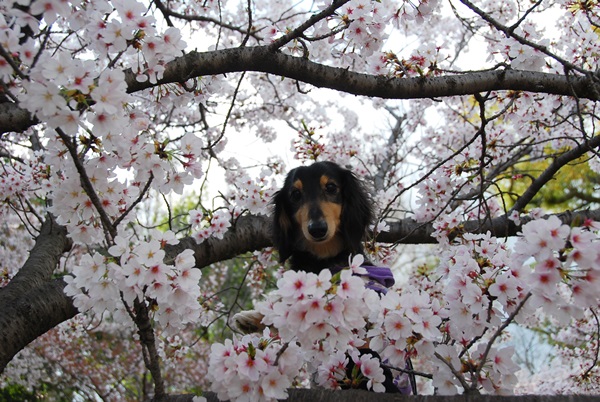 2013040710.jpg
