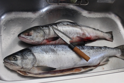 salmon1.jpg