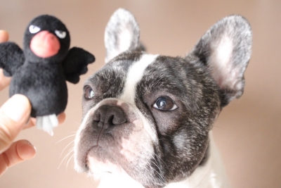 toylover9.jpg