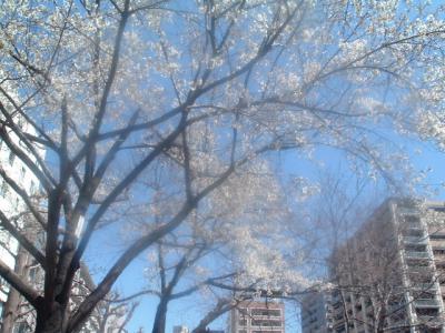 2013sakura.jpg