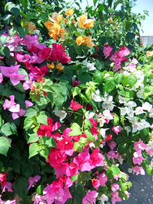 DSCF5682.jpg
