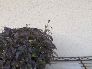 ひよどり上戸140920