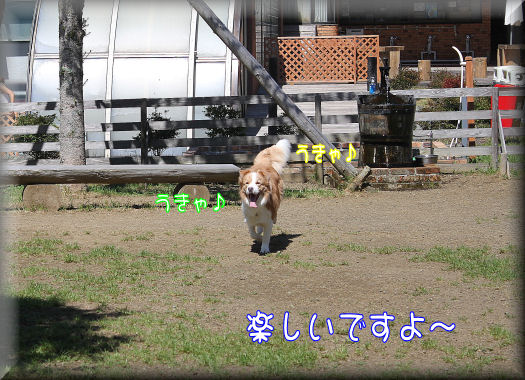 楽しい
