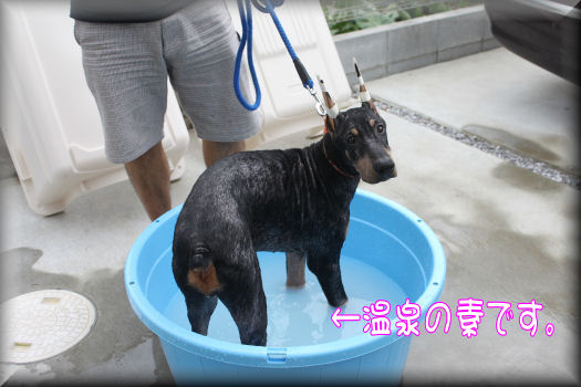温泉に入れられたです
