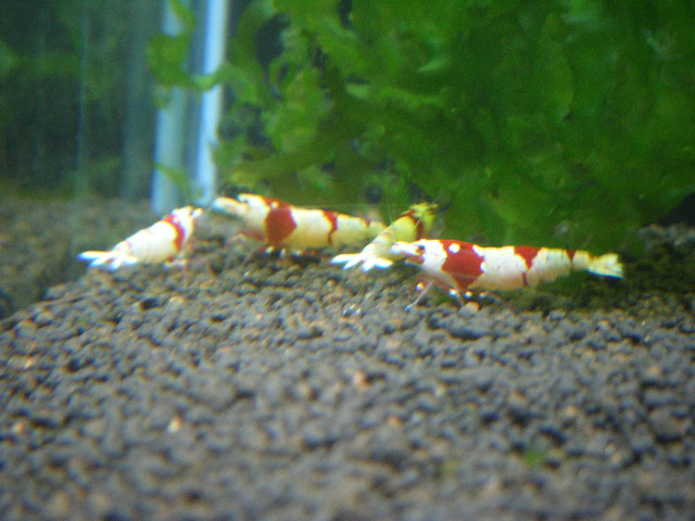 DSCF5420.jpg