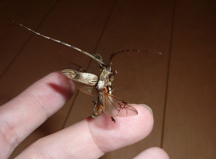 タテジマカミキリの飛翔