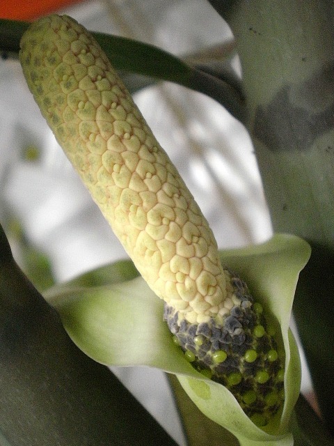PB300365.jpg
