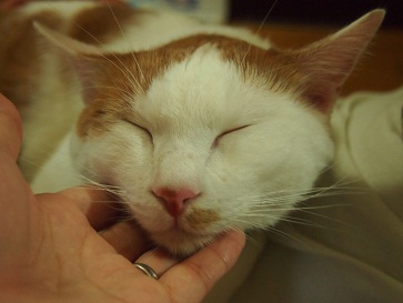 20111018ichigo.jpg