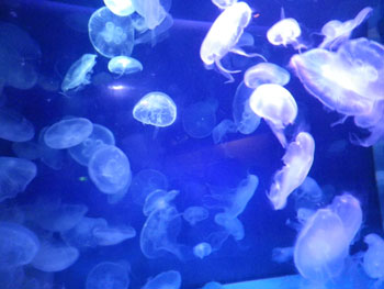水族館