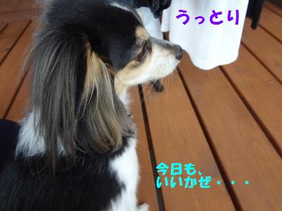 DSC02533a.jpg