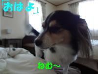 DSC02602a.jpg