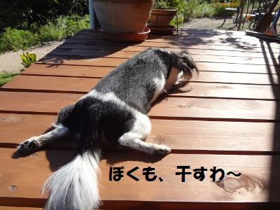 DSC02640a.jpg