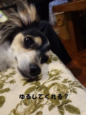 DSC02695a.jpg