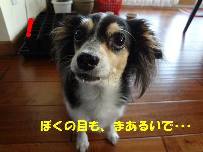 DSC03043a.jpg