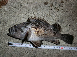 24cm