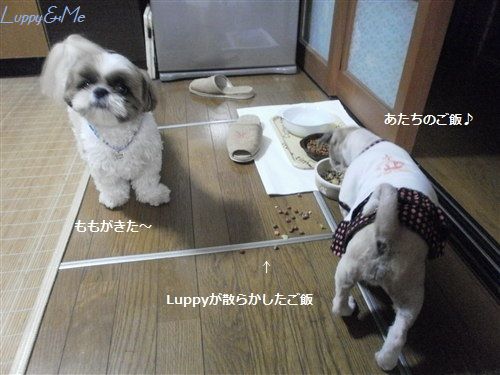 あたちのごはん!