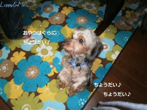 ぐらたんです