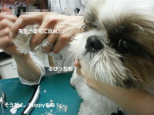 るぴっちも迷子にならないようにね