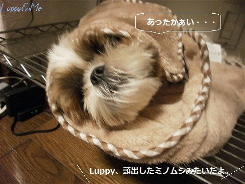 るぴっちコルネ
