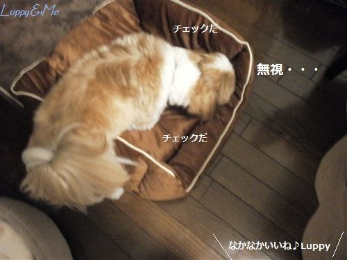 ちぇーっく