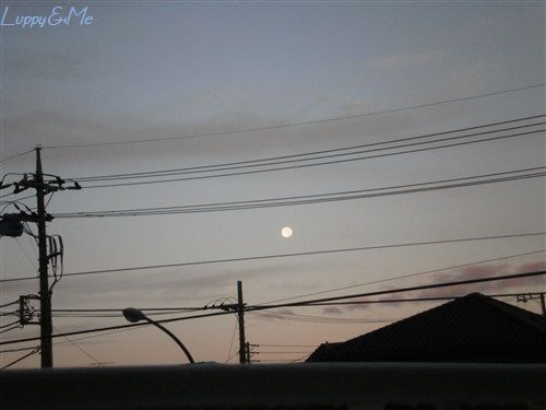今朝の月
