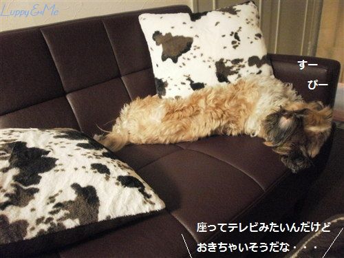 ねごこちいい・・
