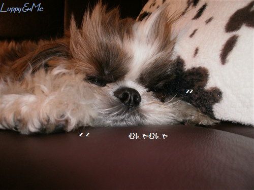 ねるzzzzzz