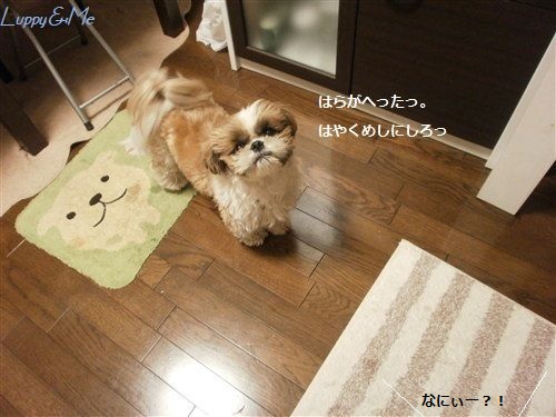 ごはんごはん~っ