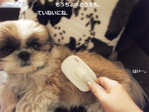 ちゃんととかしてね