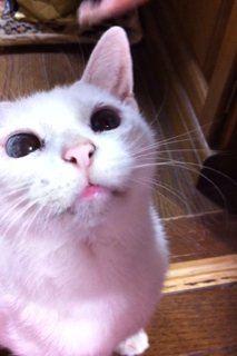 にゃこ