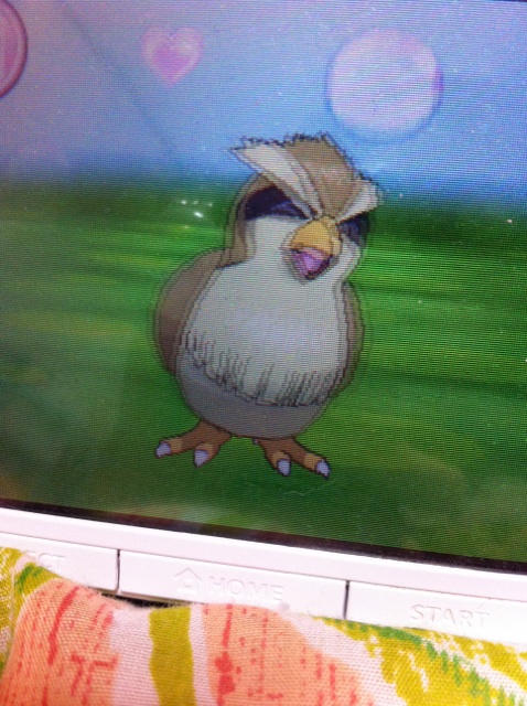 ポッポ