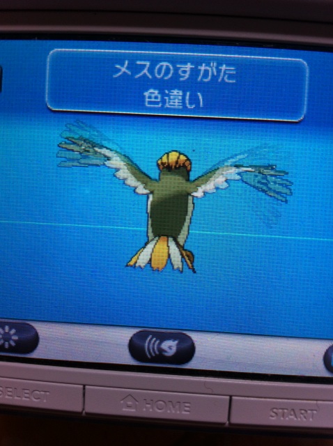 ピジョン