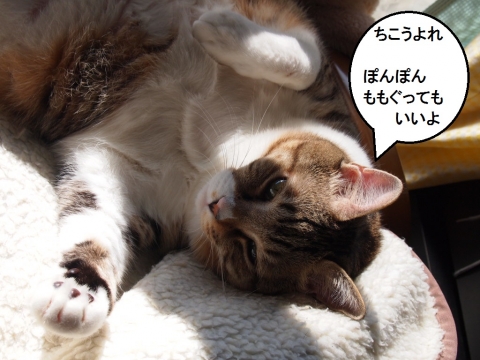 ささっちゃん部長