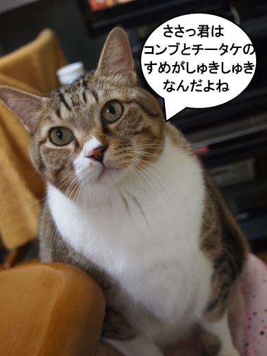 ささっちゃん部長