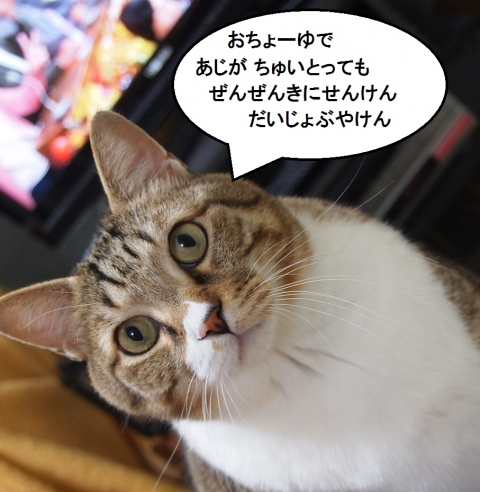 ささっちゃん部長