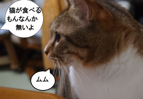 ささっちゃん部長