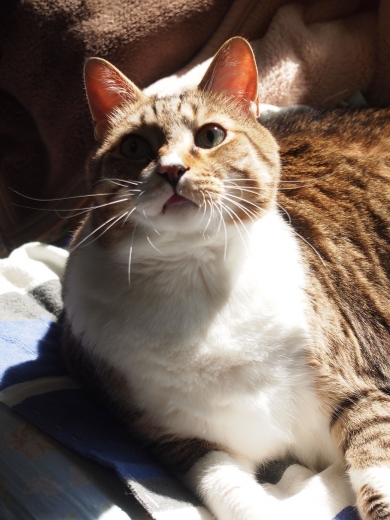 ささっちゃん部長