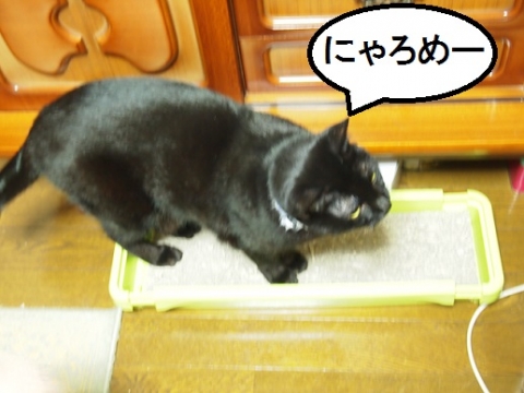 きなっちゃん社長