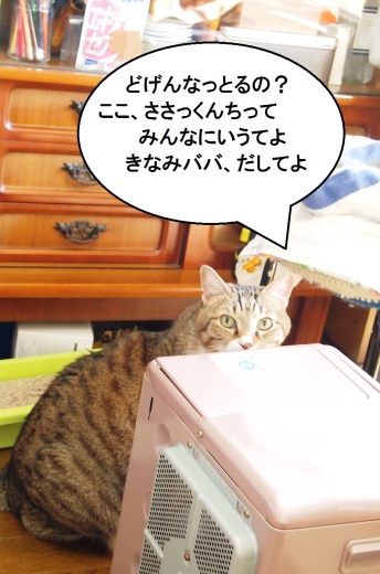 ささっちゃん部長