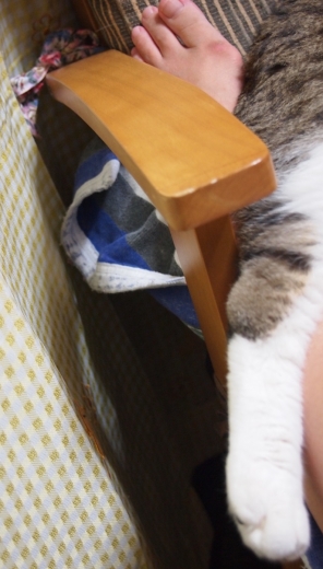 ささっちゃん部長