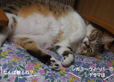 ささっちゃん部長
