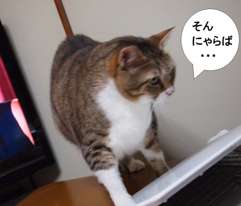 ささっちゃん部長